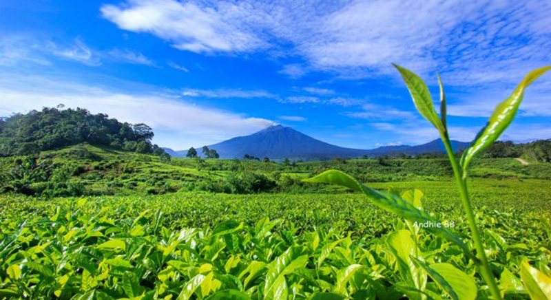 Berikut adalah deretan kebun teh di Jawa Tengah yang bisa kamu kunjungi, selain menyejukkan temukan spot eksotis dan menenangkan didalamnya.