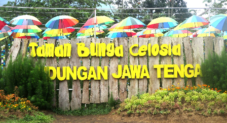 Taman Bunga Celosia Bandungan