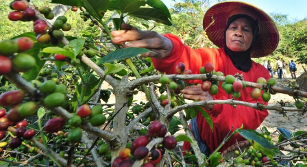 Tenaga petik memanen kopi Arabika di bukit Sekendhil, Afdeling Gebugan 