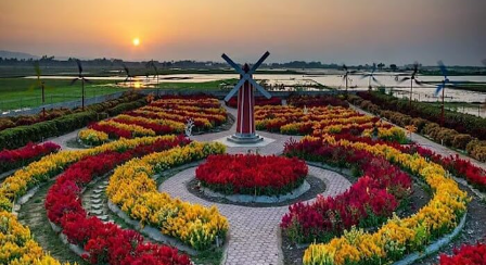Keindahan Taman Bunga Celosia pada Sore Hari