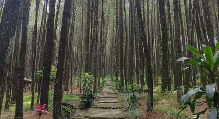Hutan Pinus Kayon Semarang