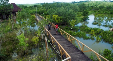 Healing dan Wisata Edukasi di Hutan Mangrove Cilacap