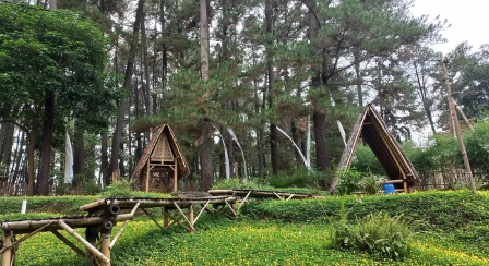 Pinusia Park Camp