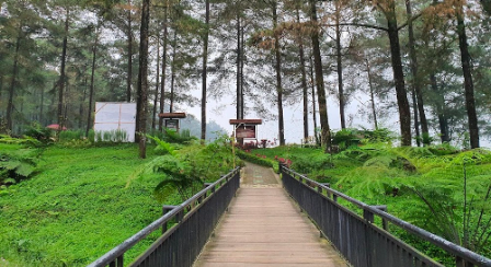 Hutan Pinus Limpakuwus