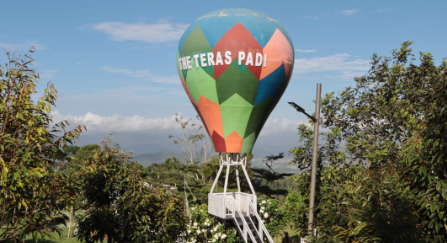 Teras Padi