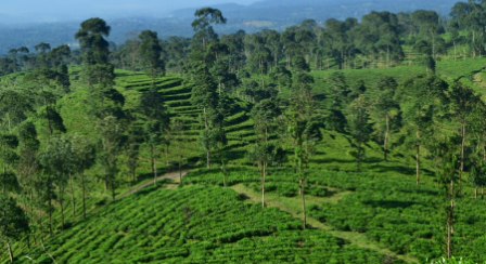 Kebun Teh Pagilaran di Kabupaten Batang 