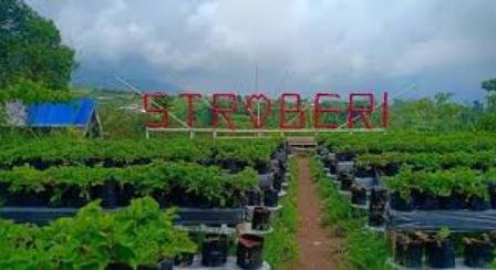 Kebun Strawberry Inggit Magelang