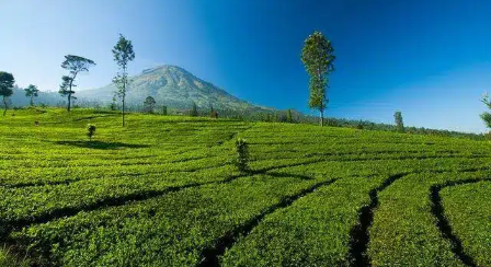 Pemandangan Kebun Teh Medini Kendal