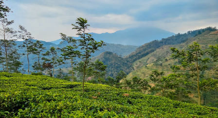 Keindahan Panorama di Kebun Teh Kaligintung Sumowono