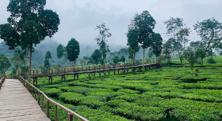 Kebun Teh Tambi