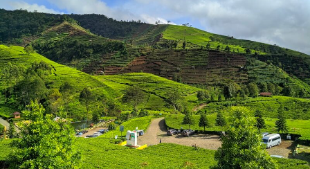 kebun teh kaliguar