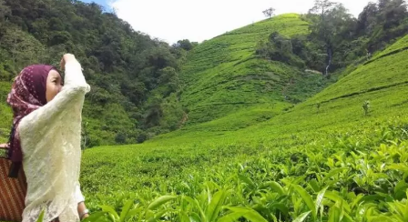 Kebun Teh Bumijawa