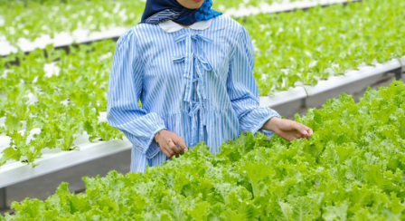 Wisata Kebun Salatiga