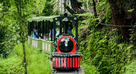 forest train