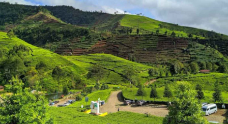 Nggak perlu jauh-jauh ke luar Jawa buat cari udara dingin ?? Kebun Teh Kaligua di Brebes punya hamparan kebun teh hijau, udara sejuk, sampai Goa Jepan