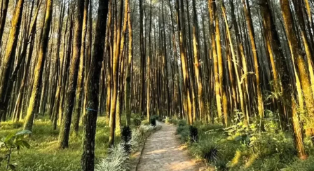 Suasana hutan pinus Pesona Wisata Alam Kalipasang di lereng Gunung Merbabu, Kabupaten Semarang.