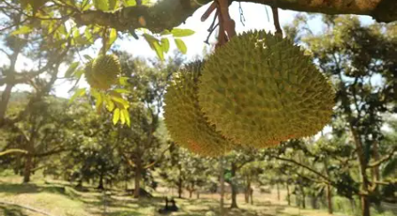 Kebun Durian dan Wisata Edukasi Watu Simbar di Gunungpati, Semarang, menawarkan pengalaman mengenal tanaman buah dan aktivitas pertanian bersama kelua